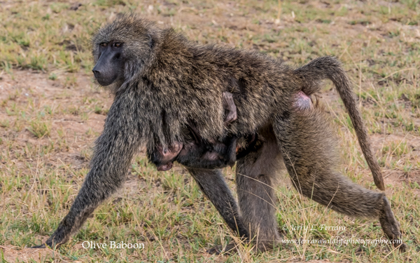 Olive Baboon