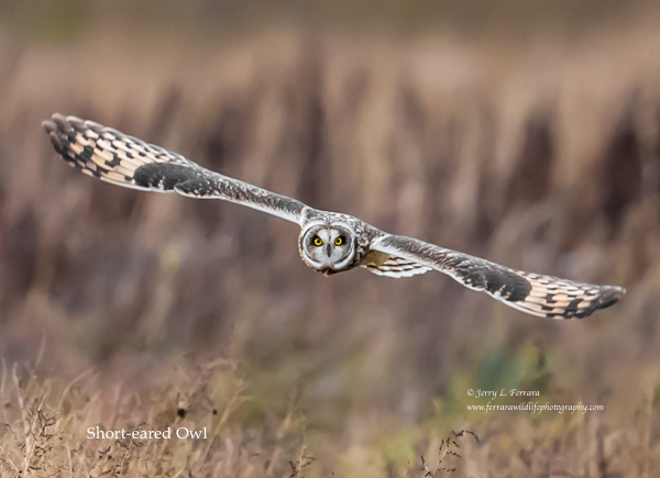 Short-eared Owl