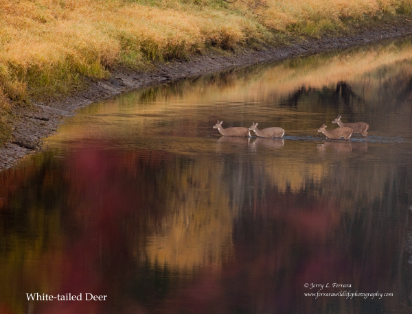 White-tailed Deer