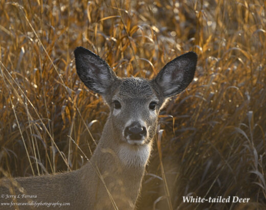 White-tailed Deer