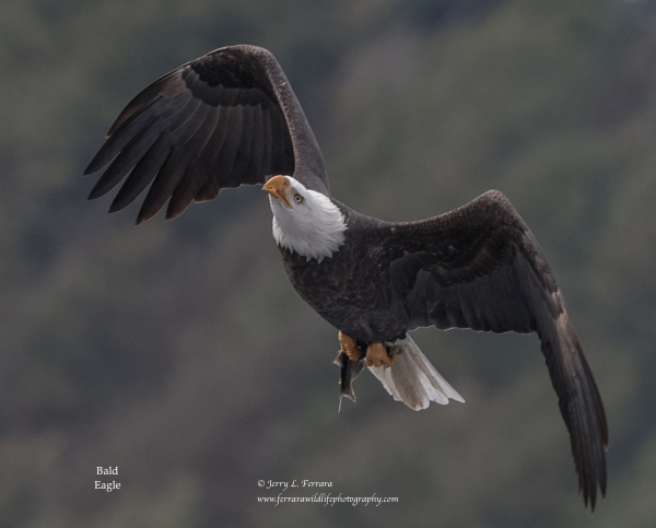 Bald Eagle