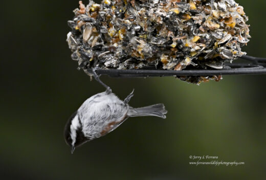 Chestnut-backed Chickadee