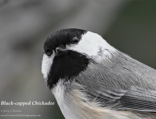 Black-capped Chickadee