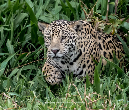 Jaguar