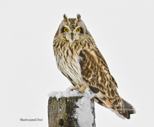 Short-eared Owl