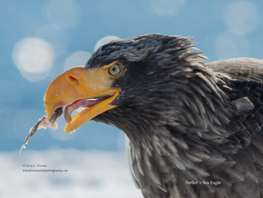 Steller's Sea Eagle