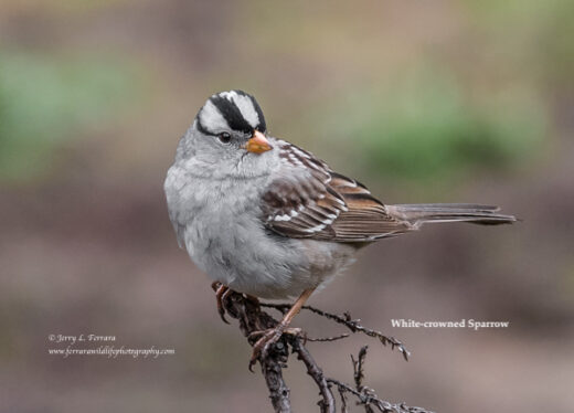 White-crowned Sparrow