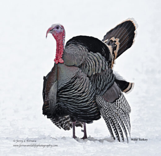 Wild Turkey