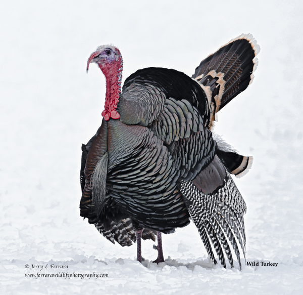 Wild Turkey