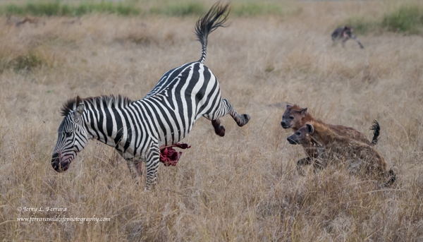 Burchell's Zebra and Spotted Hyewna