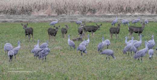 Mule Deer, Sandhill Cranes