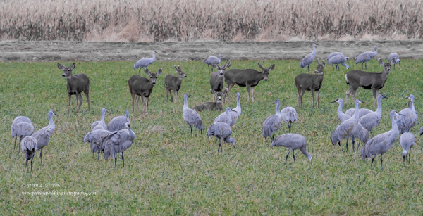 Mule Deer, Sandhill Cranes