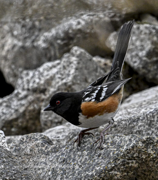 Spotted Towhee