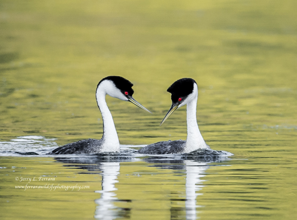 Western Grebe