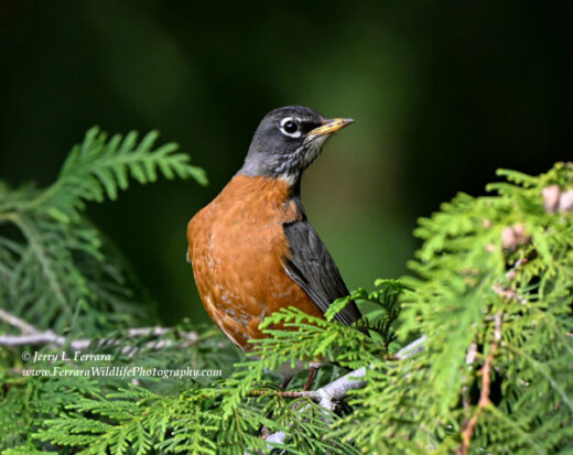 American Robin