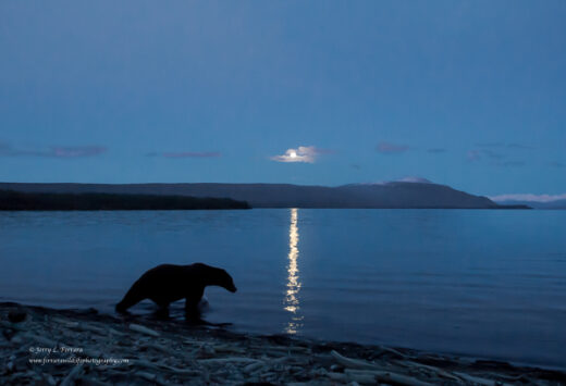 Brown Bear