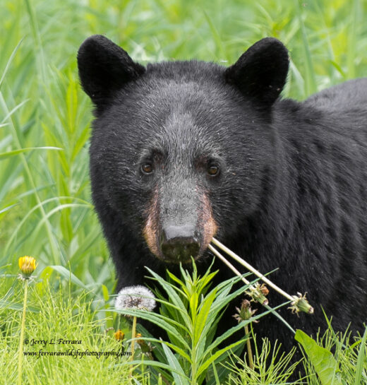 Black Bear