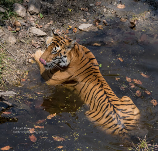 Bengal Tiger