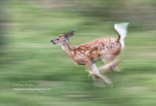White-tailed Deer