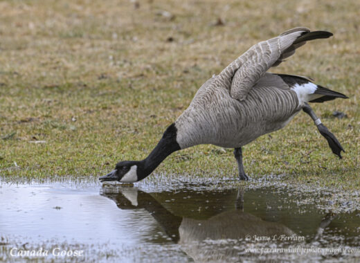 Canada Goose