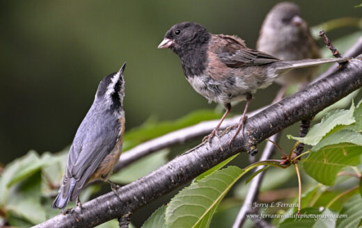 Red-Breasted Nuthatch and Dark-eyed Junco
