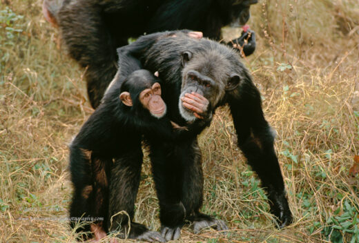 Chimpanzee