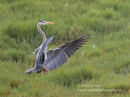 Great Blue Heron