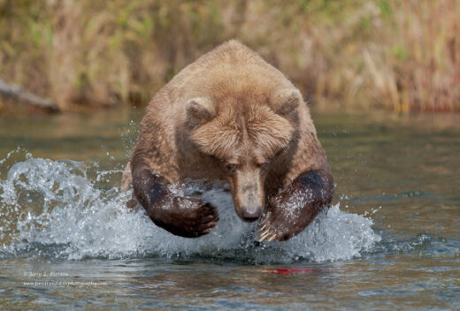 Brown Bear