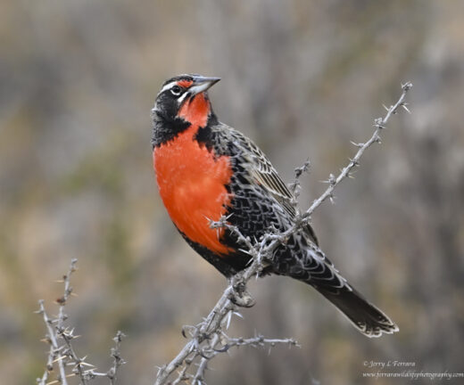 Long-tailed Meadowlark