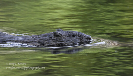 Muskrat
