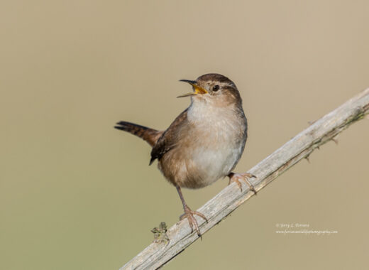 Marsh Wren