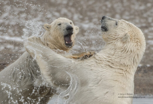 Polar Bear