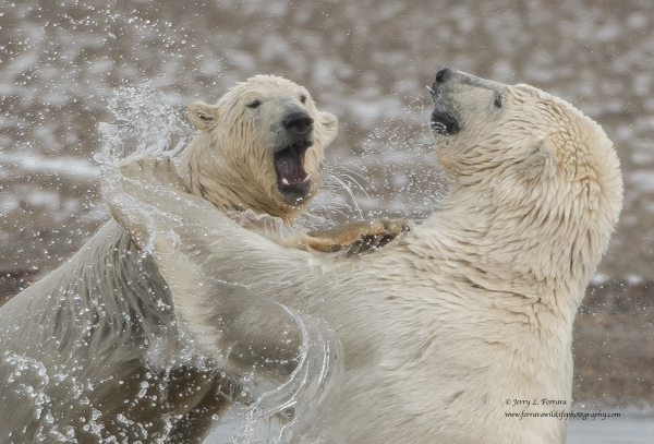 Polar Bear