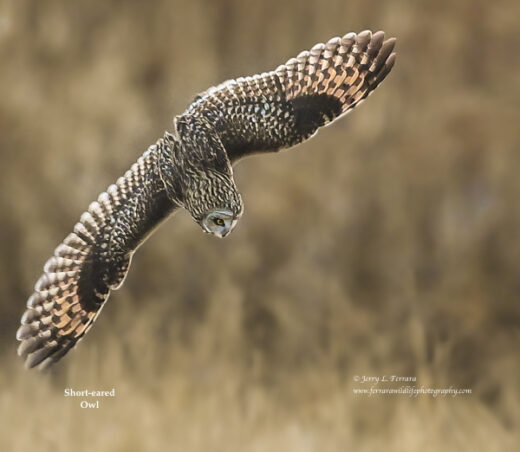 Short-eared Owl