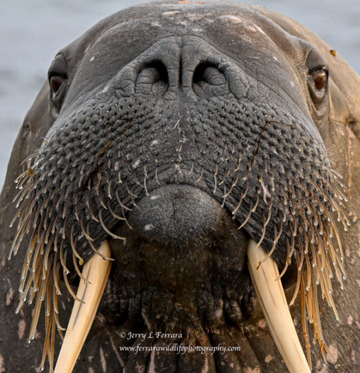 Atlantic Walrus