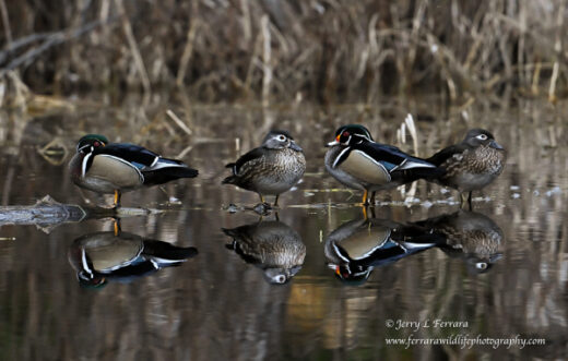 Wood Duck