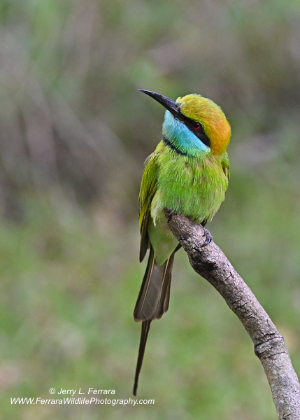 Green Bee-eater