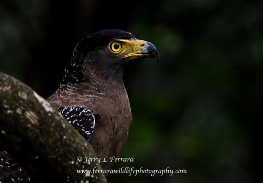 Crested Serpent Eagle
