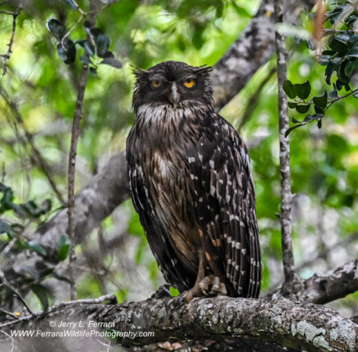 Brown Fish Owl