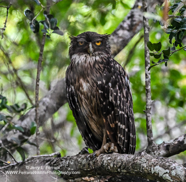 Brown Fish Owl