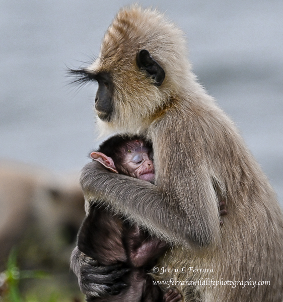 Hanuman Langur