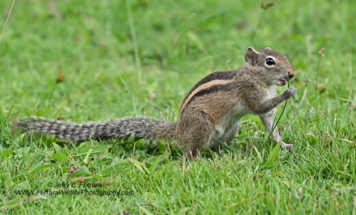 Palm Squirrel