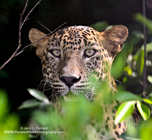 Leopard