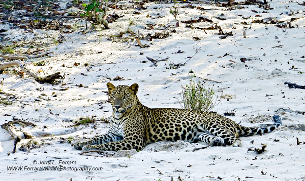 Leopard