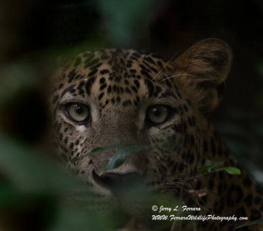 Sri Lankan Leopard