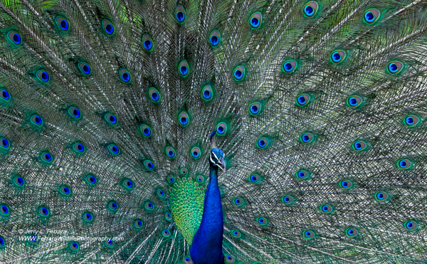 Peafowl