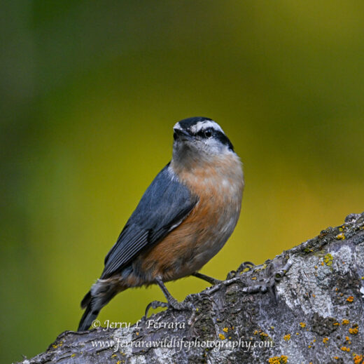 Red-breasted Nuthatch