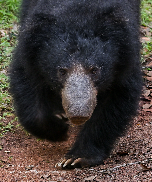 Sloth Bear