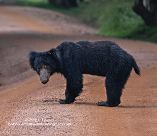 Sloth Bear