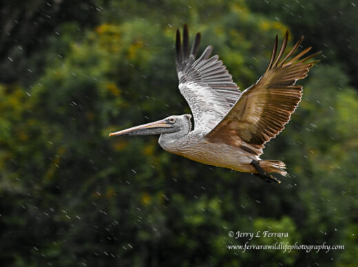Spot-billed Pelican